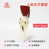 Articulación de la rodilla