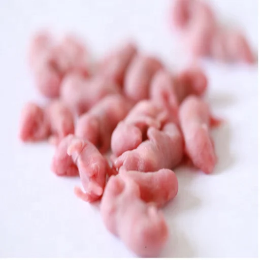 Pet Food Of Frozen Pink Mice For Small Snake Or Lizard Buy Frozen
