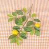 Limón - Rama de Flor Plana