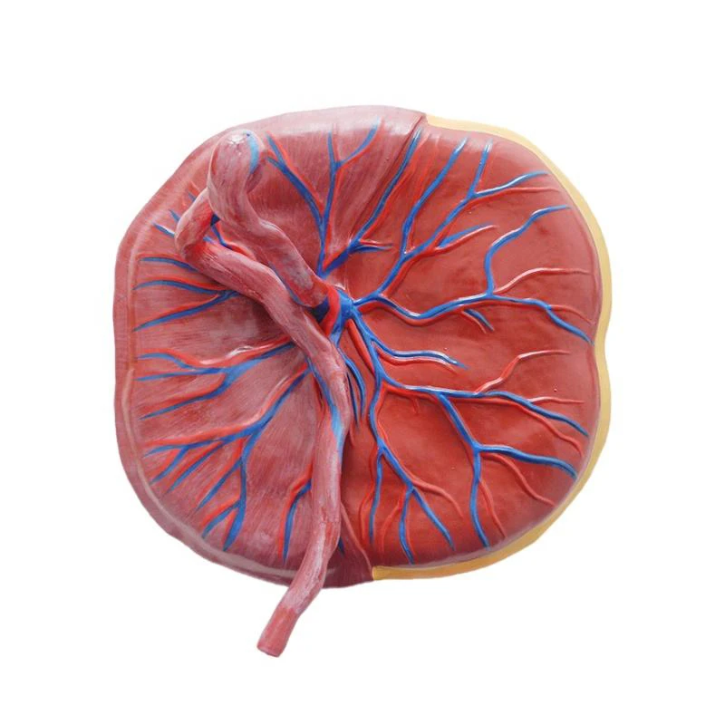Anatomical Model Placenta and Umbilical Cord Infant Placenta Model with Umbilical Cord for Nursing Training