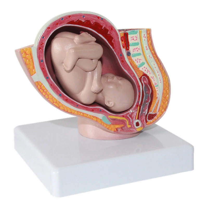 Female pelvic model 2.jpg