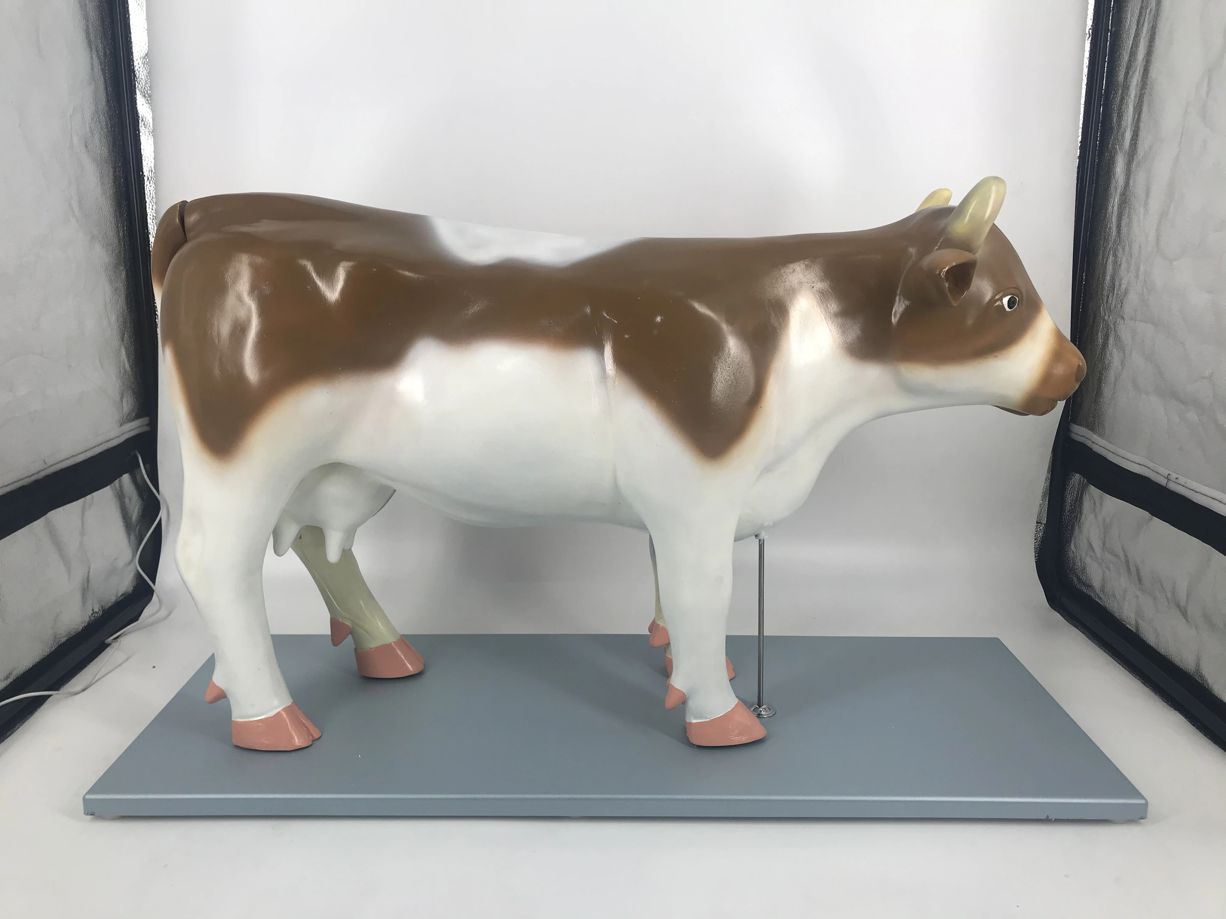 Educational Cow Anatomy 3D PVC Model Medical Anatomic Livestock Skeleton for Acupuncture Free Cow Anatomical Animals Model