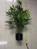 green 3ft