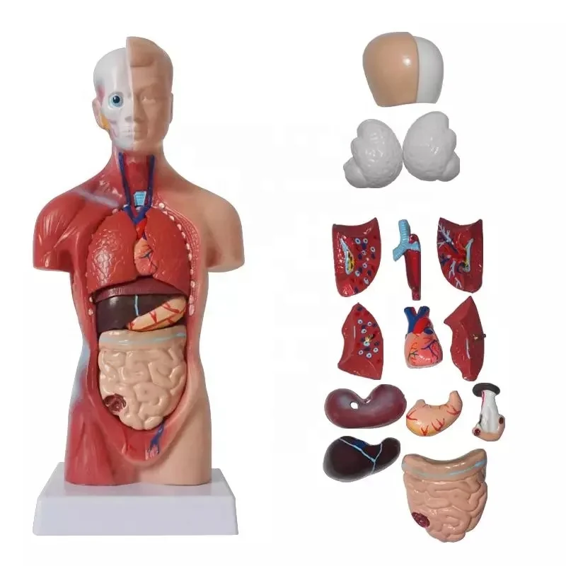 Unisex-Human-Torso-Body-