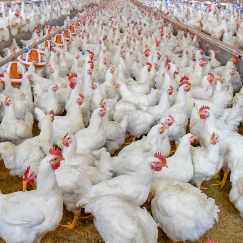Ejoy Fully Automatic Tunnel Vent Poultry Farm Equipment Design Broiler Chicken Breeding System for Sale
