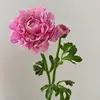 rosa#4