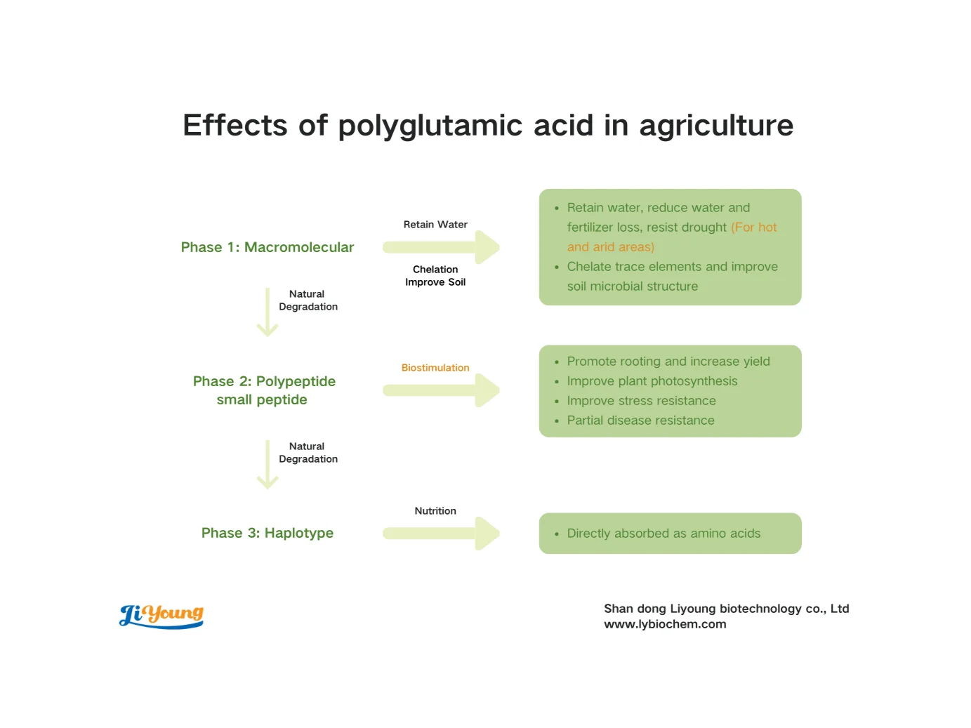 Shop Organic Fertilizer Humic & Polyglutamic Acid & Ca & Mg-Detailed Image 2