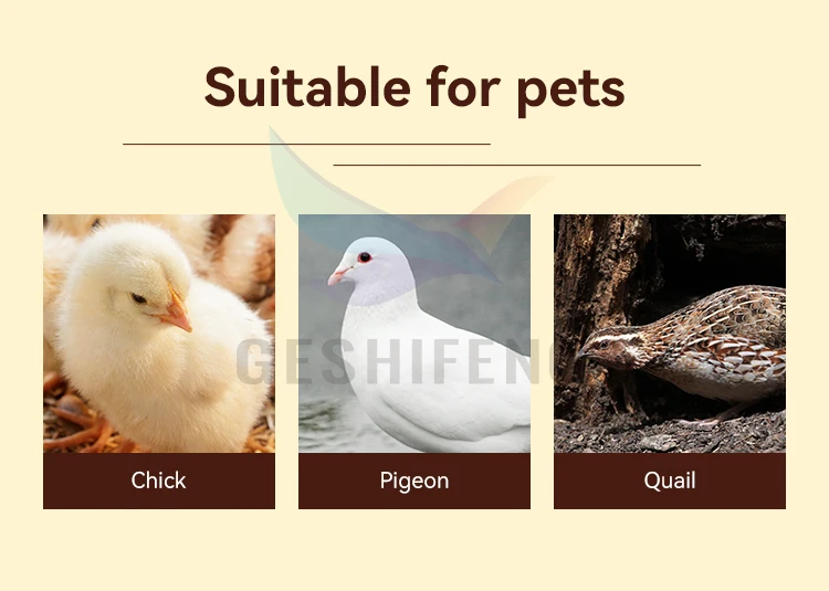 Poultry Identification Tags - Efficient Farm Management