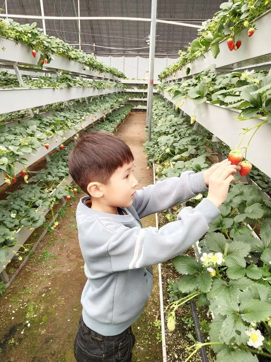 indoor vertical garden hydroponics