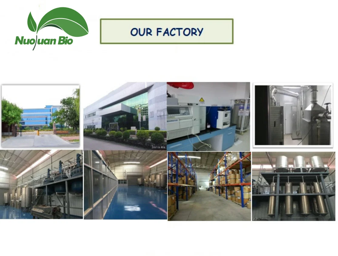 Dream Herb Extract 100% High Quality Dream Herb Extract Calea Zacatechichi Extract