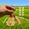 Cordyceps