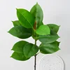 Rubber tree with long branches, 90cm long, light green.