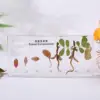 White  Peanut growth history