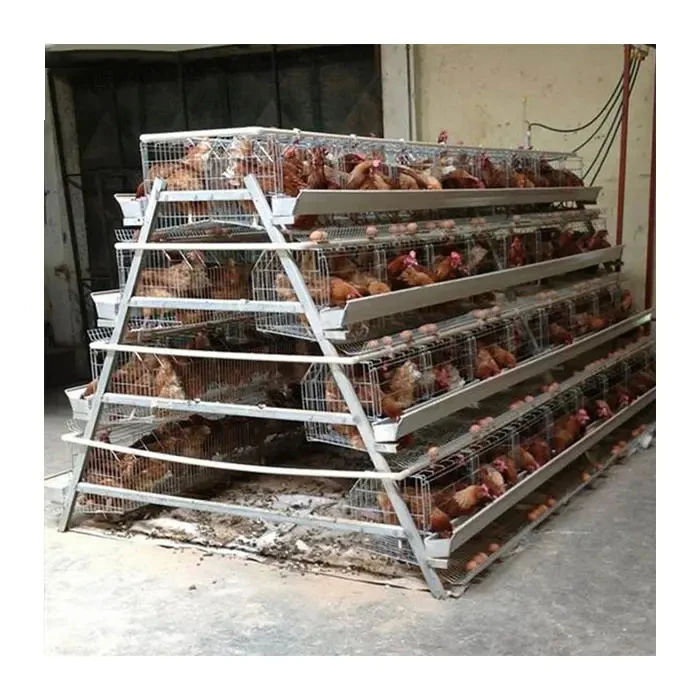 Semi-automated Poultry Breeding Machine Type a Layer Egg Chicken Cage for Farm