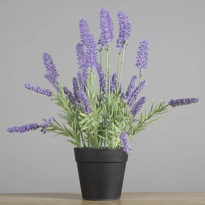 Wo kann man Indoor-Lavendelpflanzen kaufen?