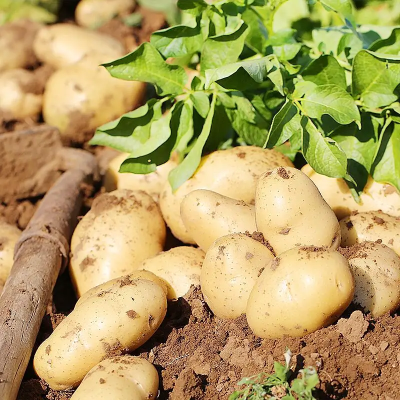 Картофель экспорт. Bulk Potato.