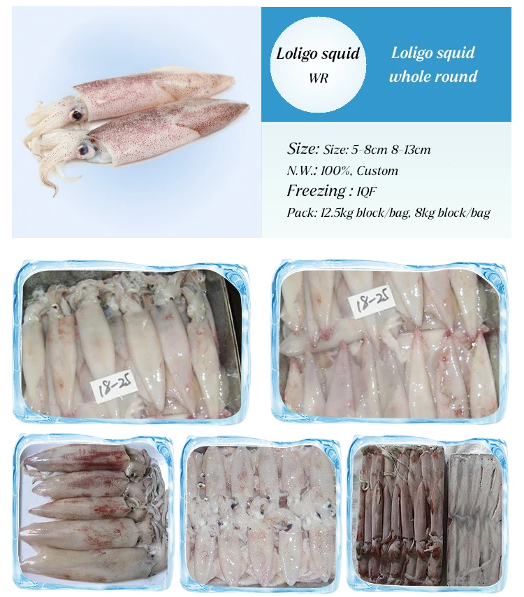 Frozen Whole Squid - Squid-Peru - High Quality & Price