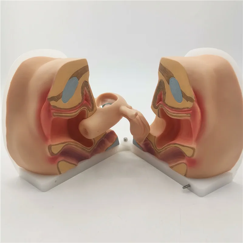 Contraceptive Device Training Model - Gynecological Model