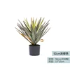 Agave à feuilles épaisses - 50cm