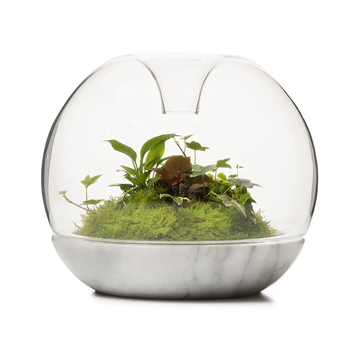 Sanctuary Rainforest Terrarium Oak Base Terrarium Container Jar Buy