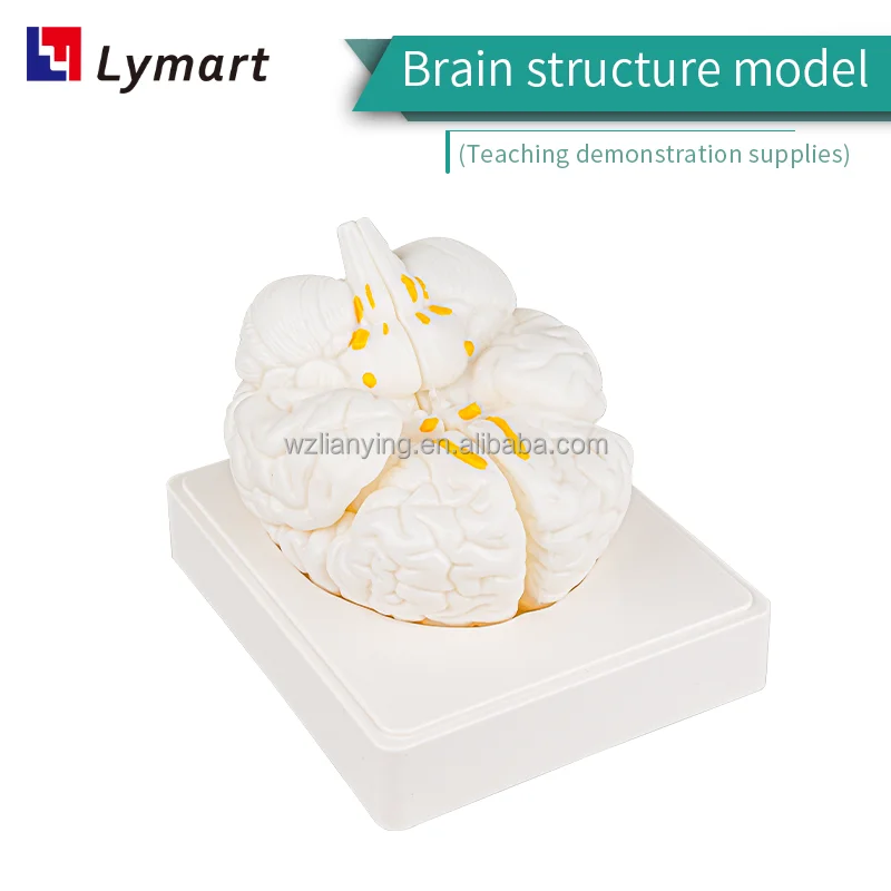 brain models for psychology