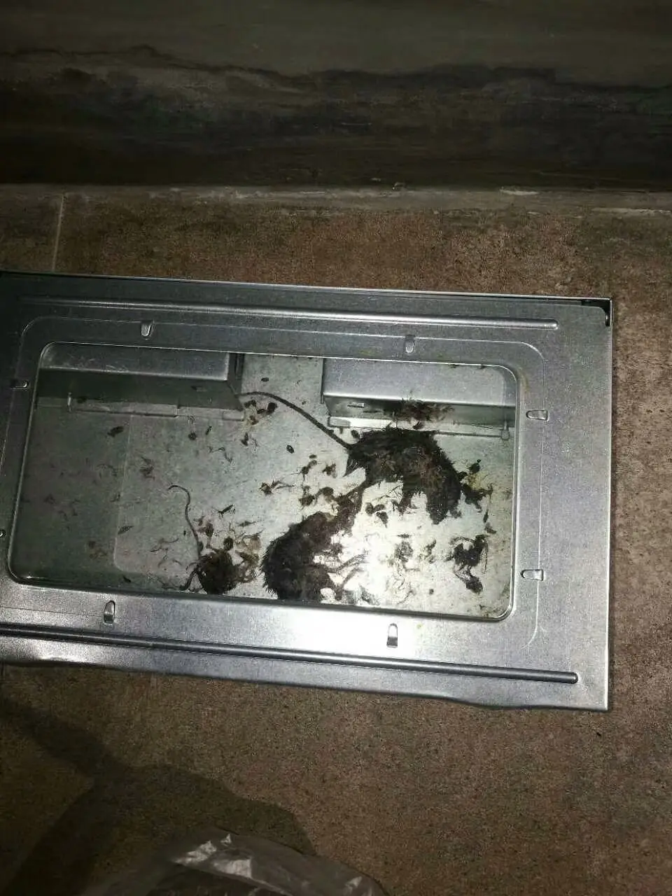 Iron Mice Traps With Clear Observing Window