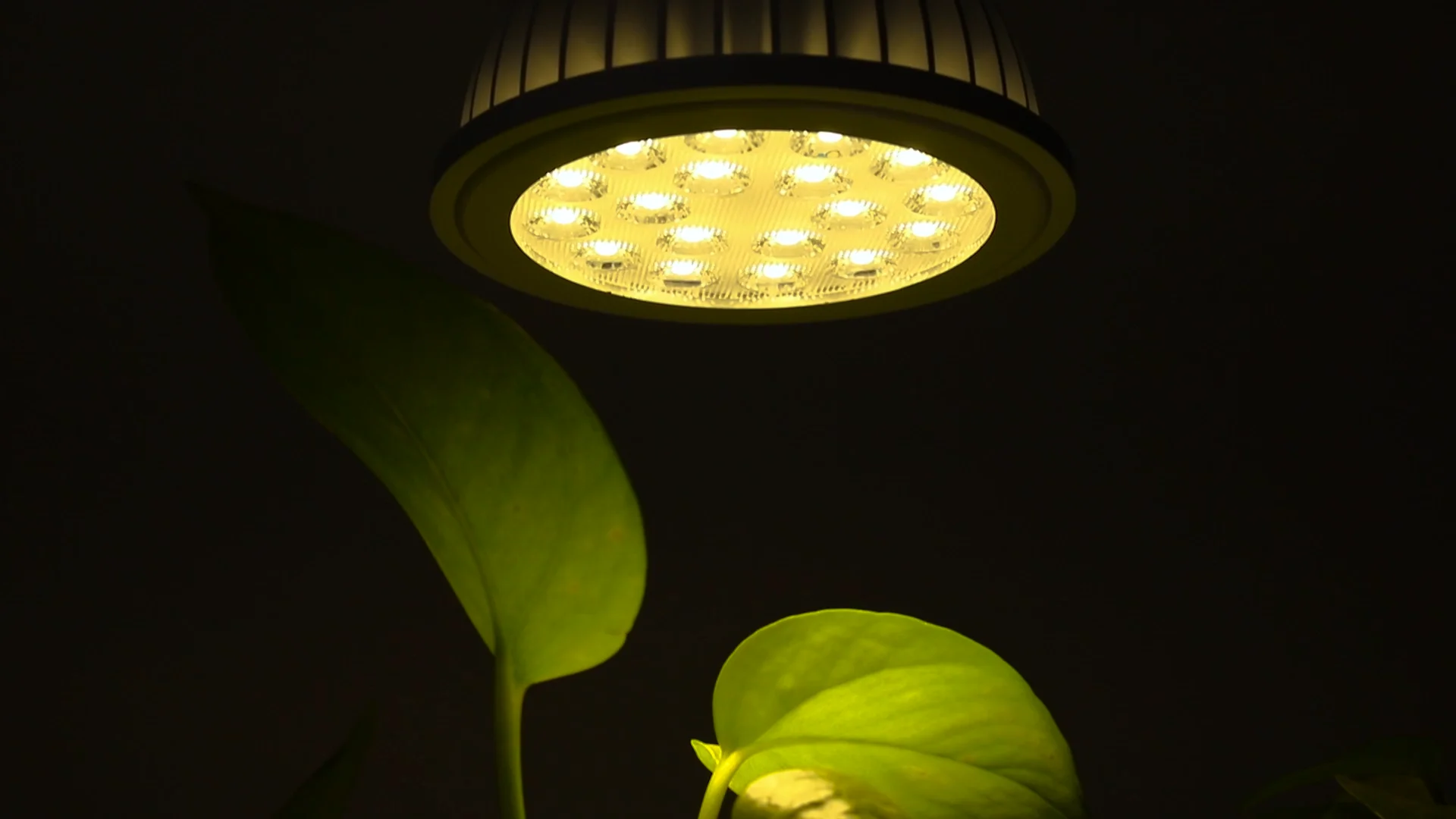 Grow Light Bulbs 200w Equivalent Par38 Full Spectrum Grow Lights For