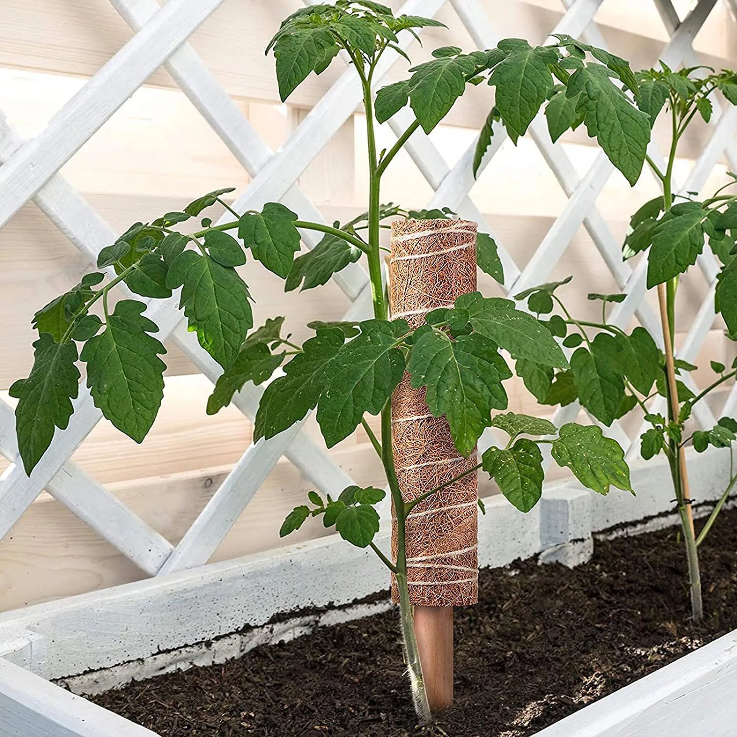 Plants Monstera Moss Pole Coconut Palm Fiber Plant Growing Upwards