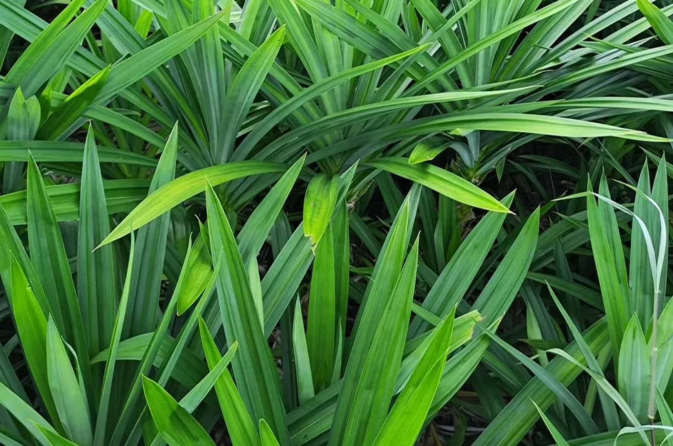 Factory Supply Supplement Pandanus Amaryllifolius Leaf Extract Powder Bulk Price Buy Pandanus