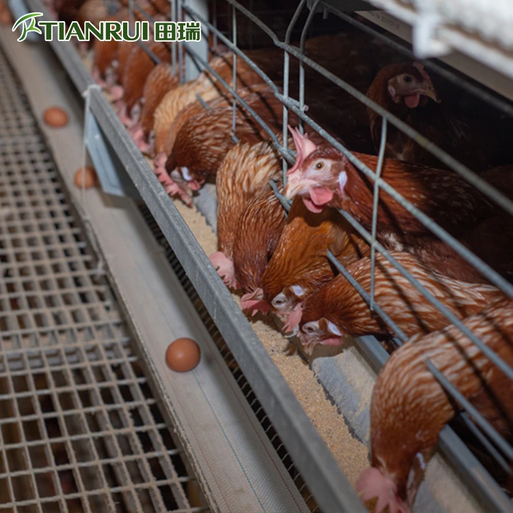 Chicken Project Bird Cage Export,Chicken Cage Layer,Hen House for 1000 Chickens Sale