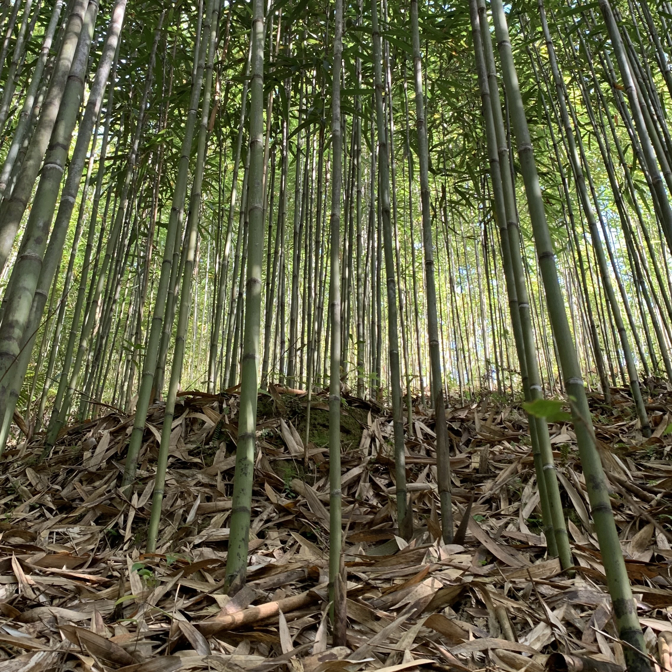 Hochwertige natrliche Bambus farbe Tonkin Bambus stangen Cane Stakes Phyto  sanitary Certified 7 Jahre Haltbarkeit fr Garten pflanzen| Alibaba.com