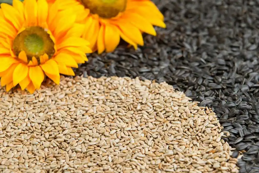 sunflower seeds kernels.jpg