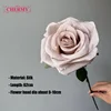 Rosa rosa nuda