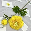 Giallo tenero