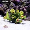 Coral petardo