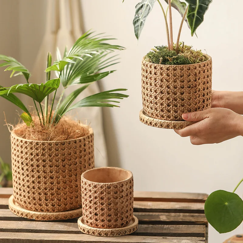 buddha bamboo plant Bambusa Ventricosa Dwarf main image 0