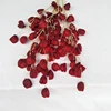 Rojo, StyleB #1