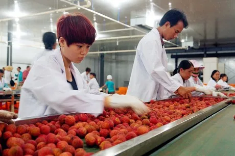 seedless lychee 23.jpg