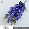 Gladiolus PP Blue