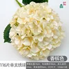 116 กลีบต่อดอกไฮเดรนเยีย สีแชมเปญ
