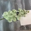 Orchidea phalaenopsis Mj3d