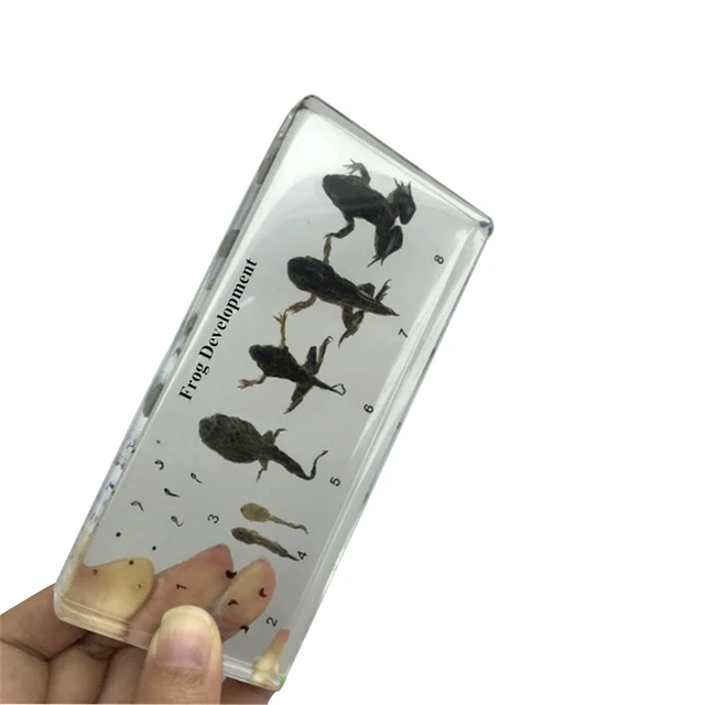 Real Insect Embedded in Resin Frog Life Preserved Biological Specimens Real Bugs Specimens Collection