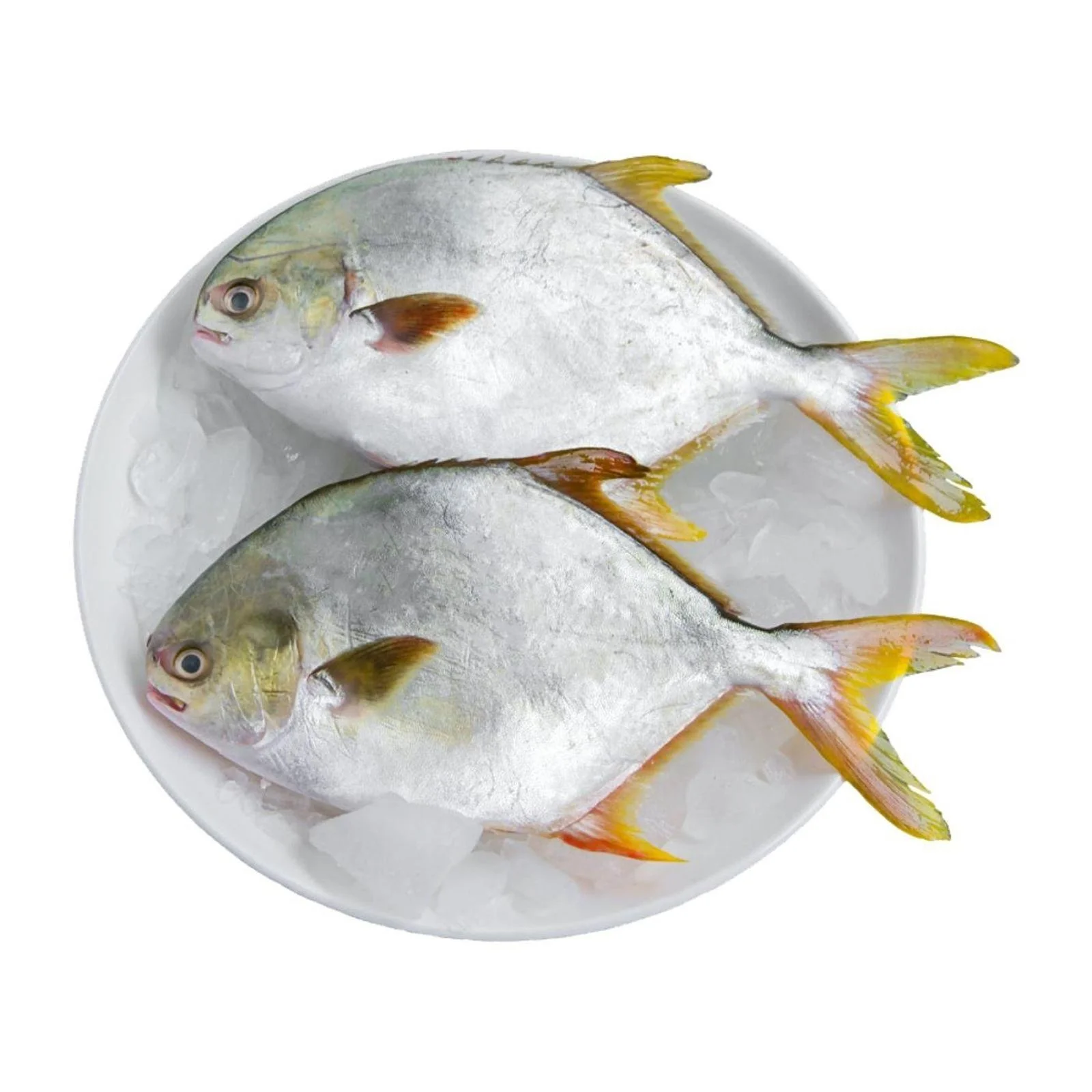 冷冻金鱼鱼 Buy 鲳鱼鱼 冷冻鲳鱼鱼 新鲜的黑鲳鱼鱼product On Alibaba Com