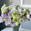 10 #   Viola fuliggine