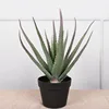 Grande plante d'aloe vera, 52 cm