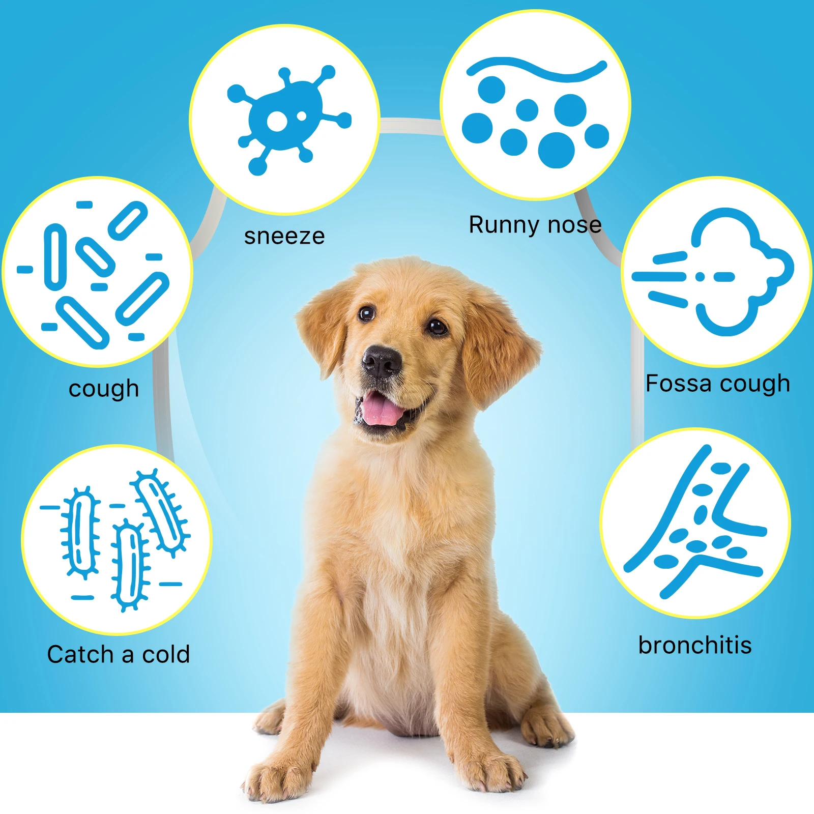 Dry Nose My Dog Has A Cold Nose Dry Nose Dog's Nose Is Wet