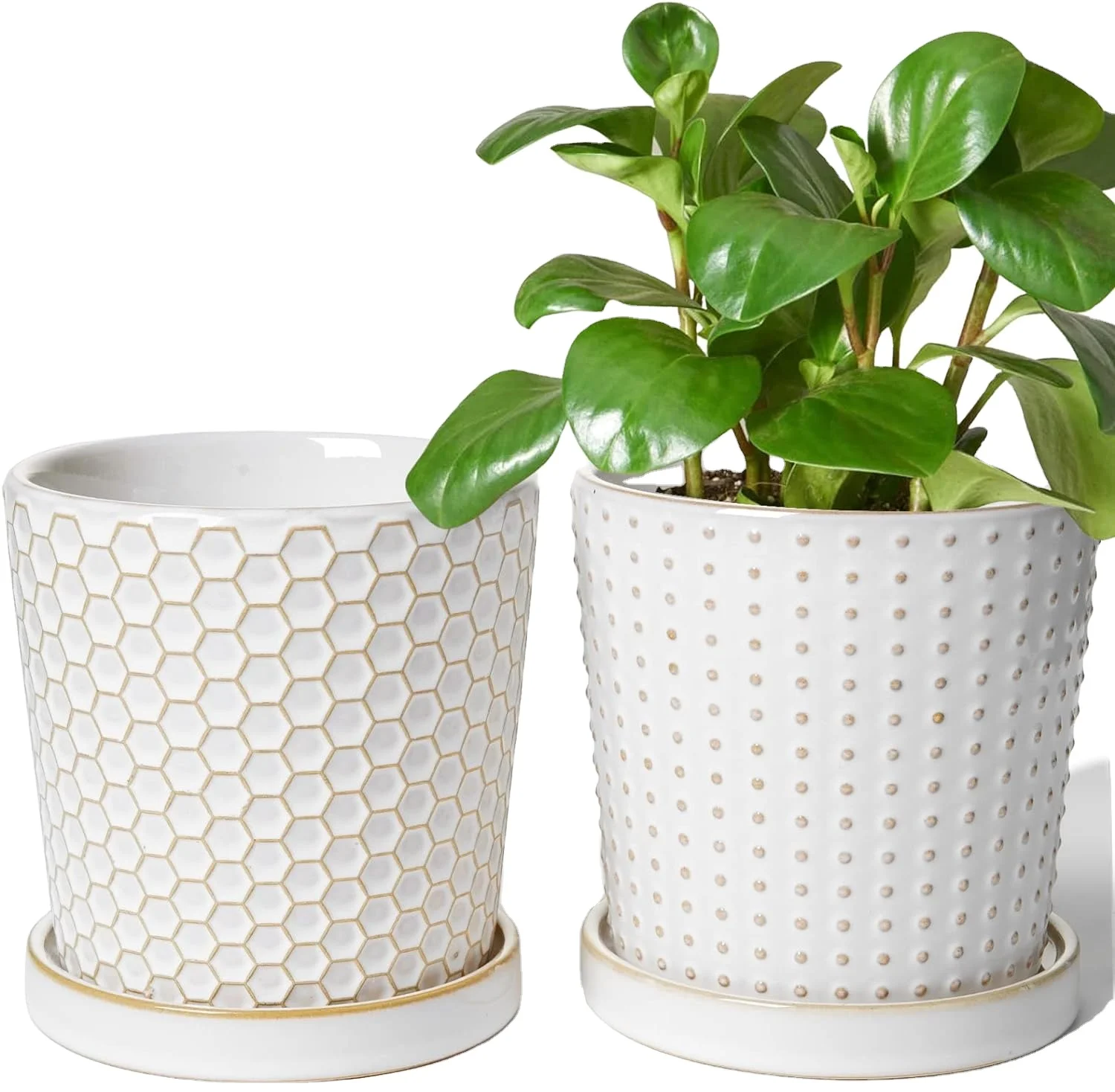 pilea peperomioides variegata Pilea peperomioides variegata splash