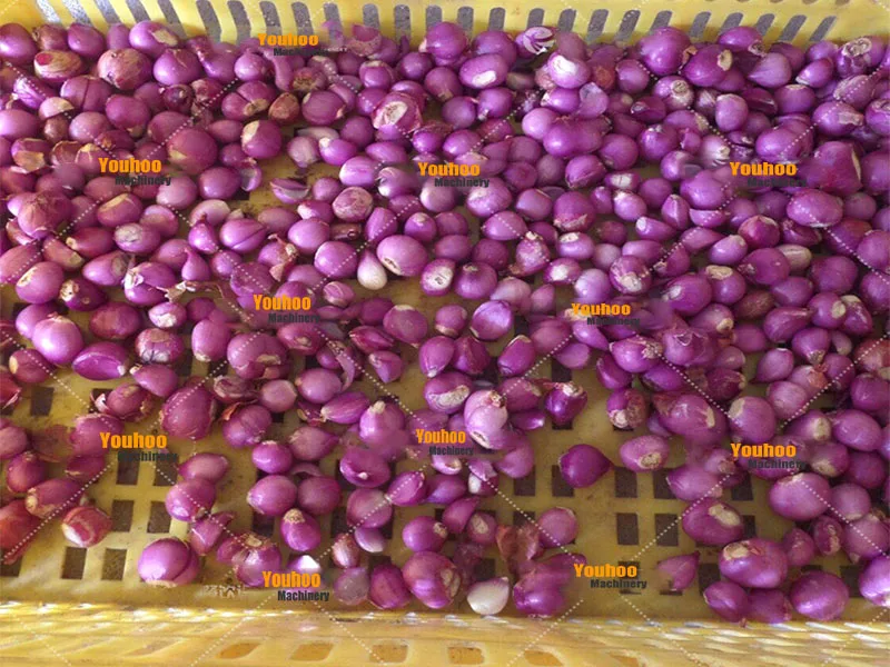 Chain Garlic Peeling Machine Onion Peeling Sliced Machine Onion Skin air Suction Machine Onion Skinner