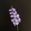 Phalaenopsis 3D viola cardamomo