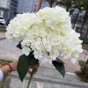 25 têtes d'hortensia français blanc lait